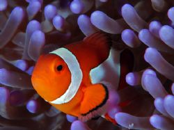 It's about the color! Amphiprion percula with purple Stic... by Beverly Speed 